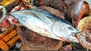 KASIMEDU 🔥 18KG YELLOW FIN TUNA FISH CUTTING | IN KASIMEDU | HD VIDEO | DD FISH CUTTING