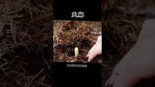 天麻的原名叫赤箭本草綱目中稱它為定風草是一種多年生寄生草本#你的家鄉有這種植物嗎#天麻#大自然的饋贈#識百草#中藥材