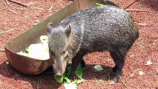 伊豆シャボテン公園「クビワペッカリー」①