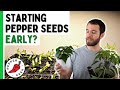 Starting Pepper Seeds Early - Should You Plant Now? - Pepper Geek