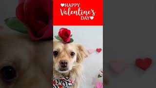 Happy Valentine's Day (From Scruffy The Dog) #valentines #pets