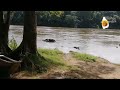 මහවැලි ගඟේ ඉවුරක mahaweli river ලස්සන දෙරණ lassana derana