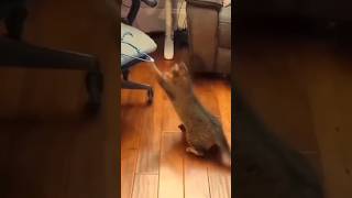 Funny Cat Video 😂 Try Not To Laugh #shorts #funnycats #pets #viral #animals