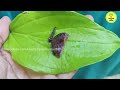 benefits of betel leaves in kannada ಎಲೆ ಅಡಿಕೆ ಉಪಯೋಗ ಶೀತ ಕಫಾಗೆ ರಾಮಬಾಣ ವೀಳ್ಯದೆಲೆ