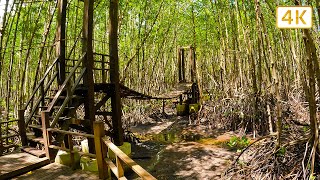 Mangrove forest, Kung Krabaen Bay ( ป่าชายเลนอ่าวคุ้งกระเบน จันทบุรี )