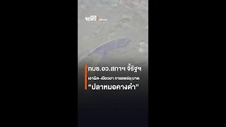 กมธ.อว.สภาฯ จี้รัฐฯ เอาผิด-เยียวยา ผลกระทบการแพร่ระบาด “ปลาหมอคางดำ” | Thai PBS News