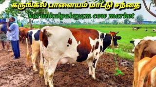 karunkalpalayam cow market//கருங்கல் பாளையம் மாட்டு சந்தை ஈரோடு மாவட்டம்.