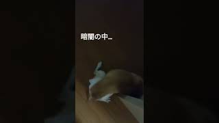 9/2認知症の柴犬くぅです。夕方からたくさん寝たので、真夜中活動中。#柴犬 #老犬 #老犬介護 #認知症