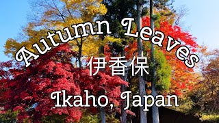 Autumn Leaves Ikaho, Japan 2022 渋川伊香保温泉