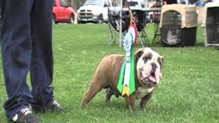 Atomic Bullyz Rampage taking best in Breed