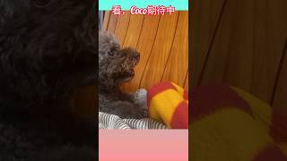 有時我們也很瘋狂！ #貴賓狗 #泰迪犬 #poodle #可愛い #puppy #萌宠