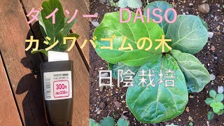 ダイソー　DAISO　カシワバゴムの木  日陰栽培  節約家の観葉植物