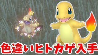 【ポケモンSV】黒いリザードンを入手しよう！色違いヒトカゲを探せ！【ポケモンスカーレットバイオレット・ゼロの秘宝】