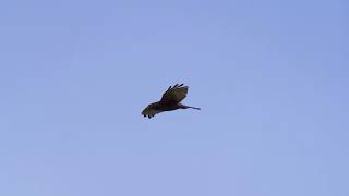 Grey-faced buzzard in Amami oshima