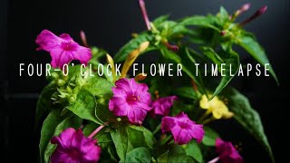 FOUR-O'CLOCK FLOWER TIMELAPSE 2020July / オシロイバナの開花　タイムラプス