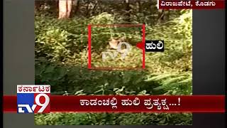 Escaped Tiger Spotted Again in a Village near Virajpet