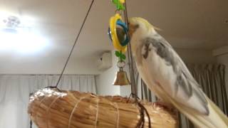 トトロを歌うオカメインコ ひなたくん cockatiel singing