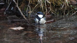 西湖野鳥の森公園のシジュウカラの水浴び　その１（4K60P動画）