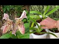 why i pot my slipper orchids so low my slipper orchid fail but i fixed it ninjaorchids