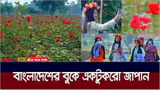 গোলাপের সমারহে গ্রাম পরিণত হয়েছে জাপানে । গোলাপের রাজ্য | Golap Gram | Savar | ATN Bangla News