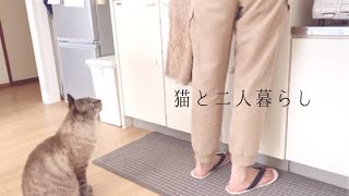 〈Vlog〉猫と二人暮らし＃22〜梅雨の過ごし方/自宅でお仕事/晴れ間が出たら海へ行こう/40代独身一人暮らし/フリーランス/猫と暮らす/湘南暮らし