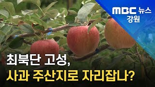 [뉴스리포트]최북단 고성 사과 주산지로 자리잡나 220825