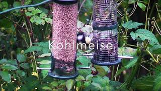 MEISEN \u0026 CO.  EINE KLEINE VOGELKUNDE