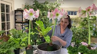 🌸 Amaryllis arrangements 🌸