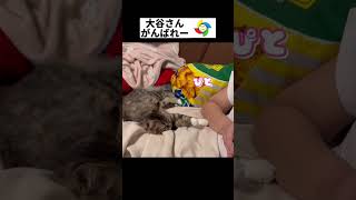 ちょっぴりでも次男氏とくっついていたいミイ #子猫 #shorts