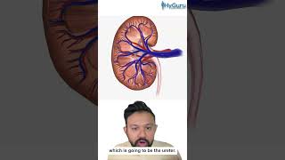 Renal Papillary Necrosis for the USMLE | HyGuru