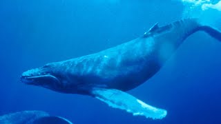 व्हेल मछली की खौफनाक आवाज | creepy sound of whale fish |दुनिया की सबसे तेज आवाज़ वाला जानवर। #facts