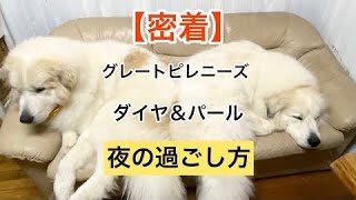 【密着】ダイヤ＆パール夜の過ごし方　Great Pyrenees  グレートピレニーズ#グレートピレニーズ #いぬのいる生活 #greatpyrenees #doglover #超大型犬