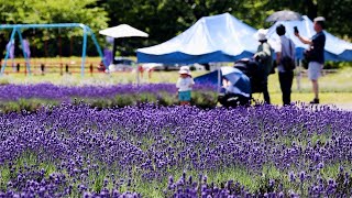 美郷町でラベンダーが見頃