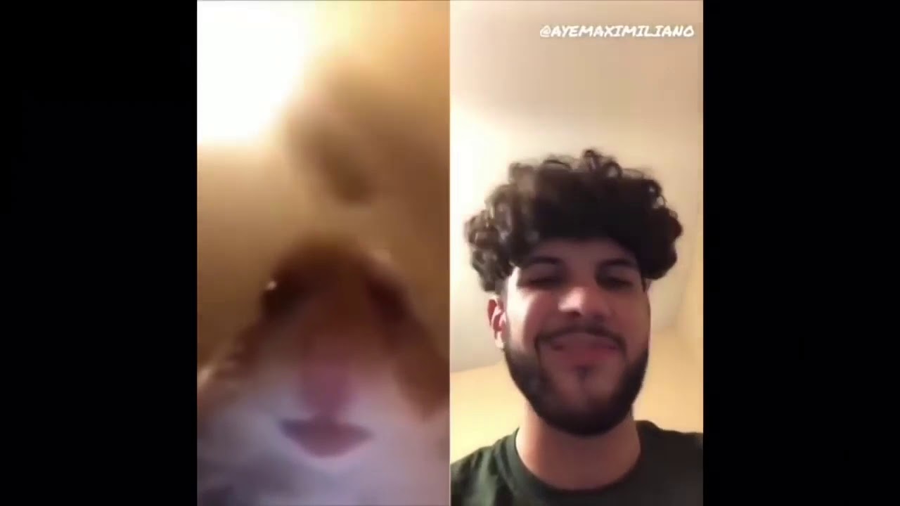 Hamster FaceTime Meme Compilation - YouTube