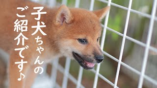 ［柴犬専門店　柴屋］柴犬　子犬ちゃんのご紹介です♪　山口県山口市大内