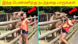 விலங்குகளிடம் சிக்கிய மனிதர்கள்|Unexpected animal attacks|Funny animal fights😀