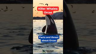 Killer whales or Killer dolphins?