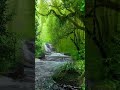 Красота природы bewitching beauty музыка водопады дикая travel youtube shorts relaxing