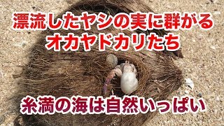 漂流したココナッツのヤシの実に群がるオカヤドカリたち！糸満の海は自然がいっぱい♪