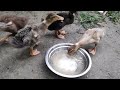 চাৰা চামেলি হাহঁ পালন ১০টা আজি ১৭ দিন হল sara sameli duck bread duck farming in assam egg