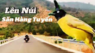 Hãy xem hết clip để biết thế nào là hàng tuyển đạt chuẩn #chàomàonúi #blackcrestedbulbul