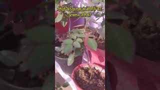 Save Plants from fungus | Easiest way to treat fungus