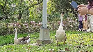 大安森林公園 陪鵝鵝覓食回家