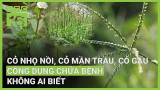 Cỏ nhọ nồi, cỏ mần trầu, cỏ gấu: Những cây thuốc quý dân gian | VTC16