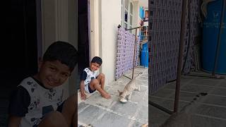 నేనేమన్నా పిల్లి😺🐈 నా పాలు పెట్టడానికి😝😍 #trending #viral #cat #pets #youtubeshorts