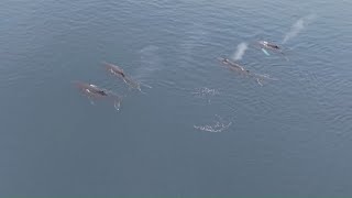 Lawsuit filed to protect endangered right whales