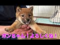 【生後２ヶ月】柴犬の子犬をお迎え【ど緊張】＃２