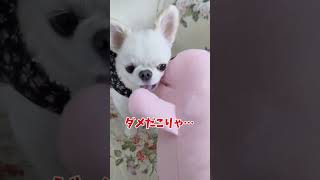 いつになく不機嫌なクラちゃんに対して遊んでとしつこいうさぴょん…果たして結末は#dogs #愛犬との暮らし #チワワ #かわいい犬