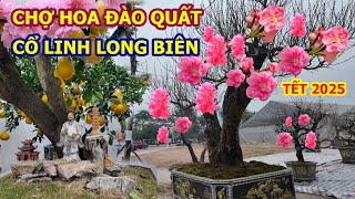 CHỢ HOA ĐÀO QUẤT TẾT CỔ LINH LONG BIÊN XUÂN 2025 CÁC NHÀ VƯỜN ĐÃ LÊN ĐÔNG RỒI.