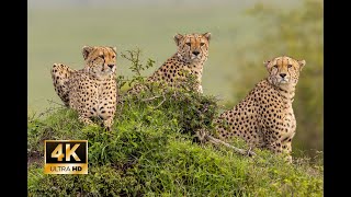 Tatu bora, The Three Cheetahs of Masai Mara.